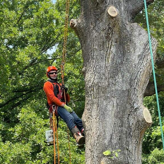 Completed tree work project