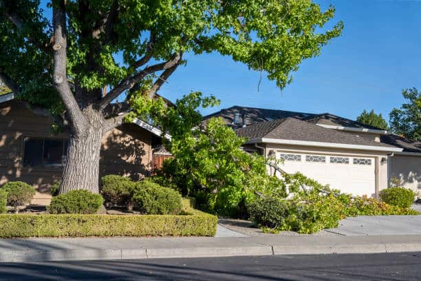 Emergency tree removal and storm cleanup