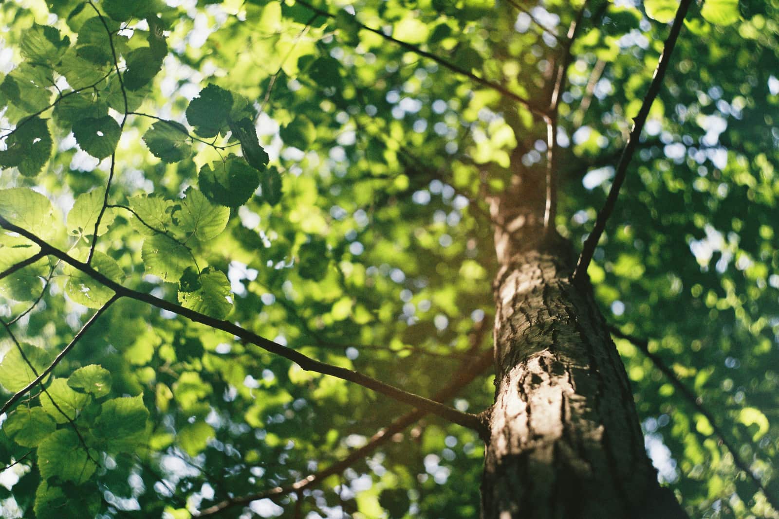 Tree health assessment
