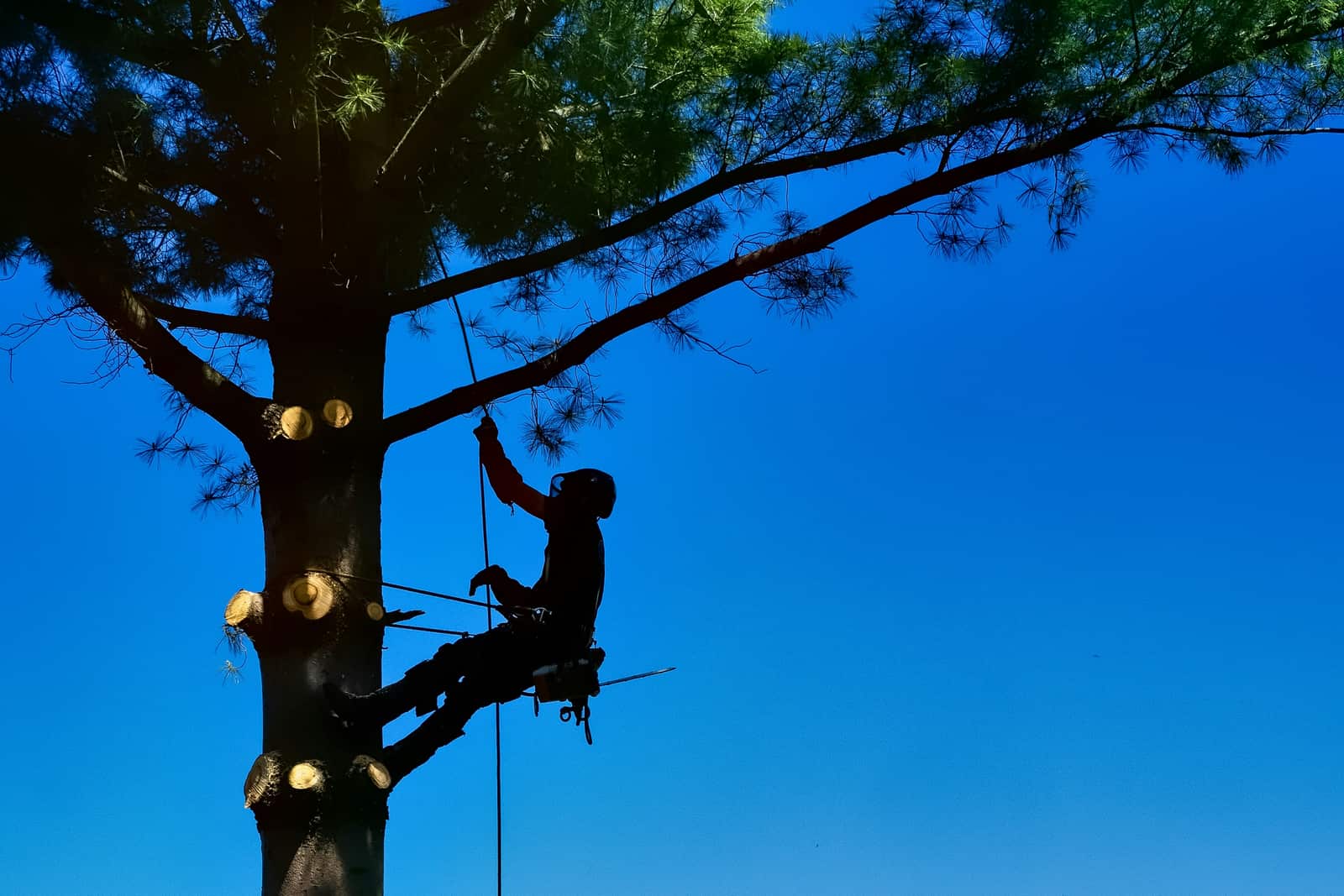 Tree removal service