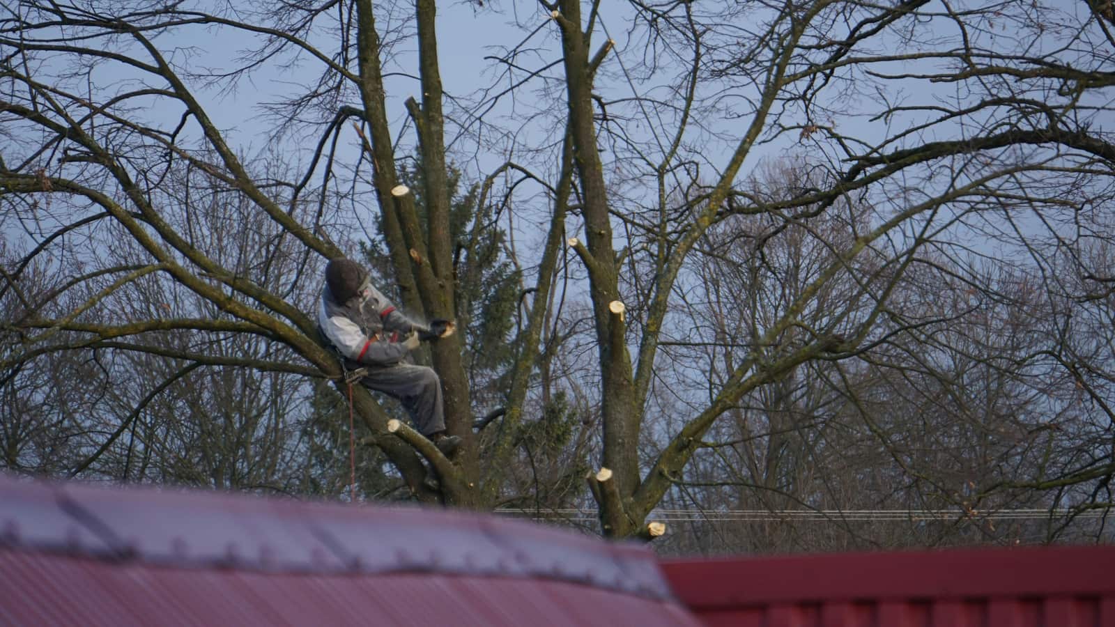 Tree trimming and pruning service